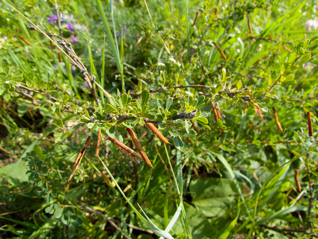 Caragana frutex (L.)